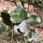 Quercus ilex Blatt