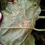 Rhoicissus tomentosa Leaf