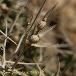 Vella spinosa Fruit