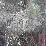 Abies concolor Fuelha