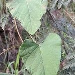 Merremia umbellata Frunză