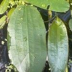 Aponogeton distachyos Leaf