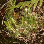 Huperzia selago Leaf