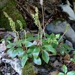 Orthilia secunda Habit