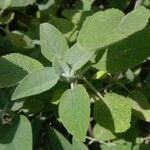 Salvia tomentosa Leaf