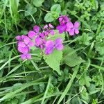 Lunaria annuaКвітка