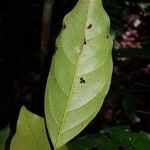 Hyperbaena leptobotryosa Leaf