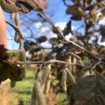 Corylus maxima Flower