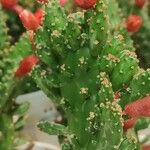 Tephrocactus verschaffeltii Elinympäristö