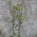 Inula conyza Mosusu