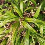 Carex plantaginea Leaf