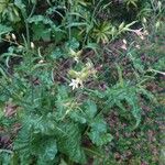 Nicotiana plumbaginifolia Blüte