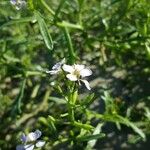 Cakile maritima 花