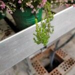 Erica gracilis Leaf