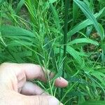 Paspalum repens Hoja