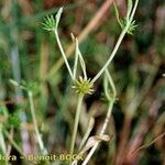 Ranunculus lateriflorus Other