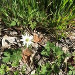 Anemone berlandieri Hàbitat