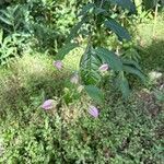 Bougainvillea glabraBlüte