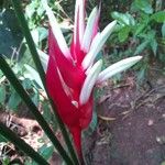 Heliconia farinosa Flor