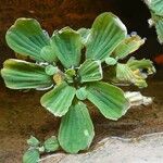 Pistia stratiotes Leaf