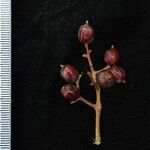 Viburnum nervosum Fruit