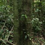 Funtumia africana Ŝelo