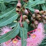 Corymbia ficifolia Blüte