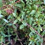 Thymus longicaulis 葉