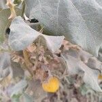 Solanum incanumФрукт