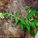 Campanula petraea 形態