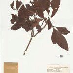 Byrsonima crispa Hoja