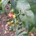 Psychotria carthagenensis Fruto