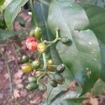 Psychotria carthagenensis Froito