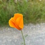 Eschscholzia californicaᱵᱟᱦᱟ