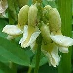 Astragalus frigidus ফুল