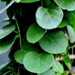 Cissus rotundifolia Blad