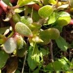 Portulaca oleraceaFolha