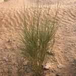 Leptadenia pyrotechnica Hoja