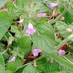 Clinopodium vulgare പുഷ്പം