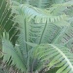 Dioon spinulosum List