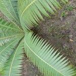 Dioon spinulosum List