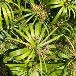 Cyperus alternifolius Blad