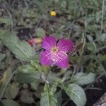 Oenothera roseaΛουλούδι