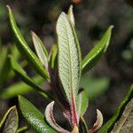 Xylococcus bicolor Yaprak