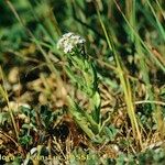 Valerianella coronata Habit