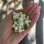 Symphoricarpos albus果實