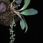 Notylia aromatica Flor
