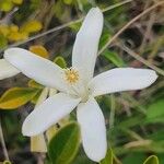 Turraea mombassana Λουλούδι