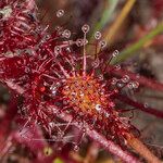 Drosera intermedia Lapas