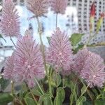Ptilotus extenuatus Flor
